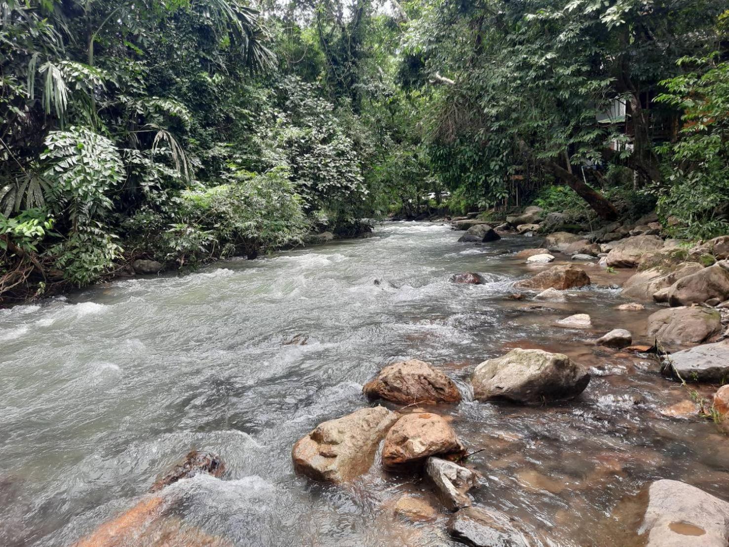 Tree Tops River Huts Khao Sok National Park Εξωτερικό φωτογραφία